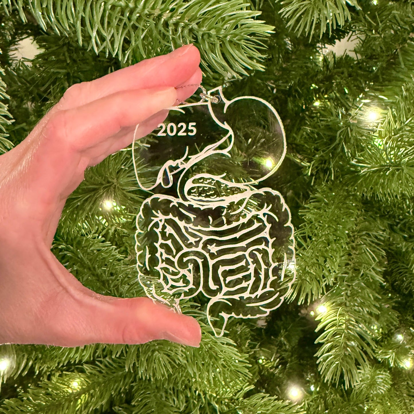 Clear or Frosted Acrylic Digestive System Ornament