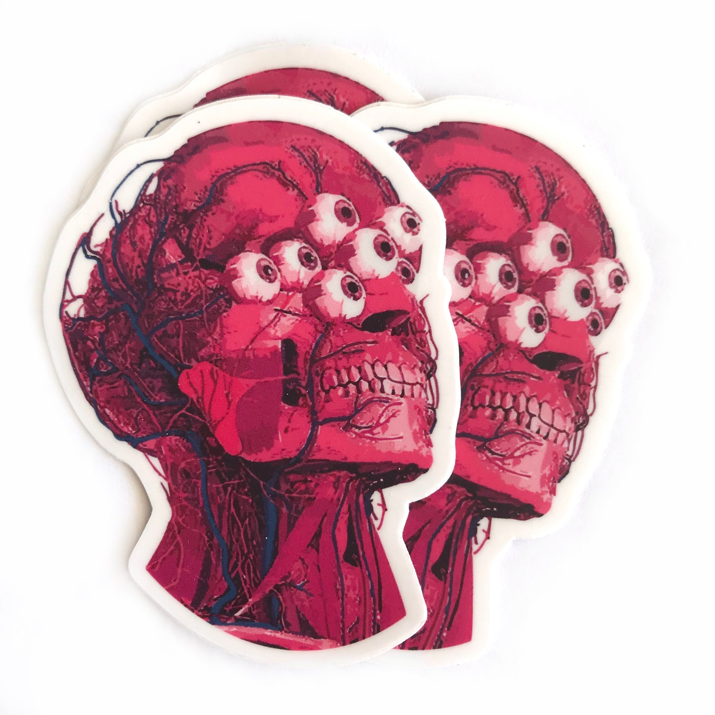 "De-Fleshed" Anatomical Head Sticker